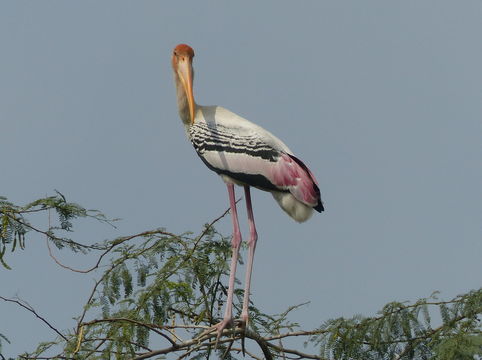 Image of Painted Stork