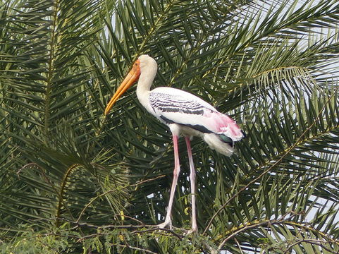 Image of Painted Stork