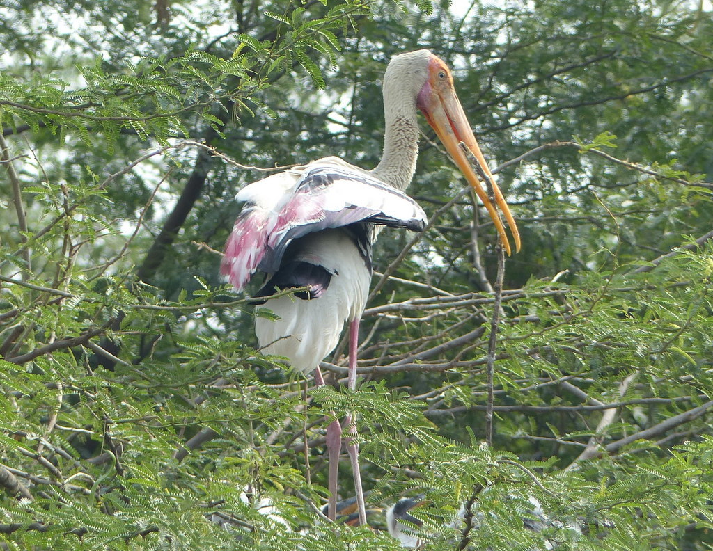 Image of Painted Stork