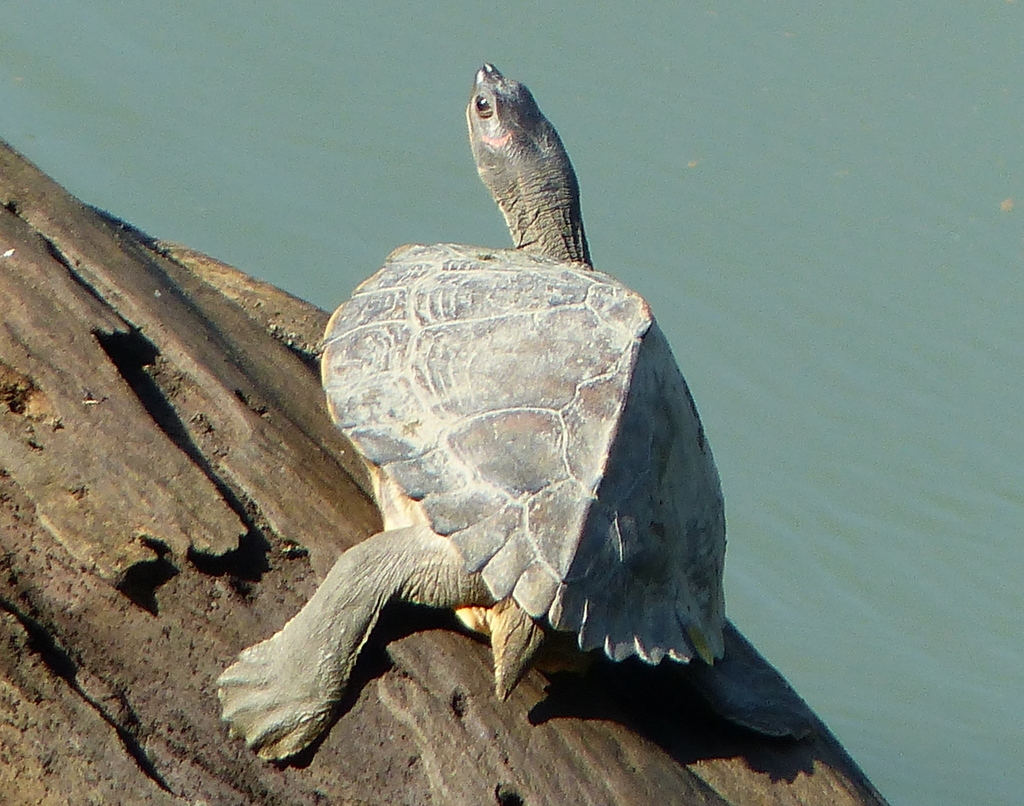 Image of Indian Roofed Turtle