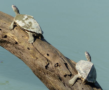 Image of Indian Roofed Turtle