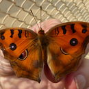 Imagem de Junonia almana Linnaeus 1758