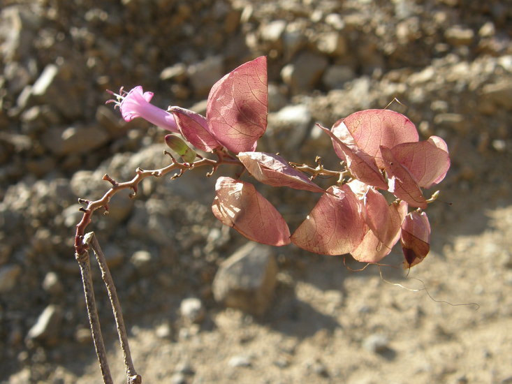 Image of Ipomoea bracteata Cav.