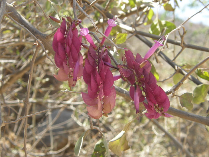 Image of Ipomoea bracteata Cav.