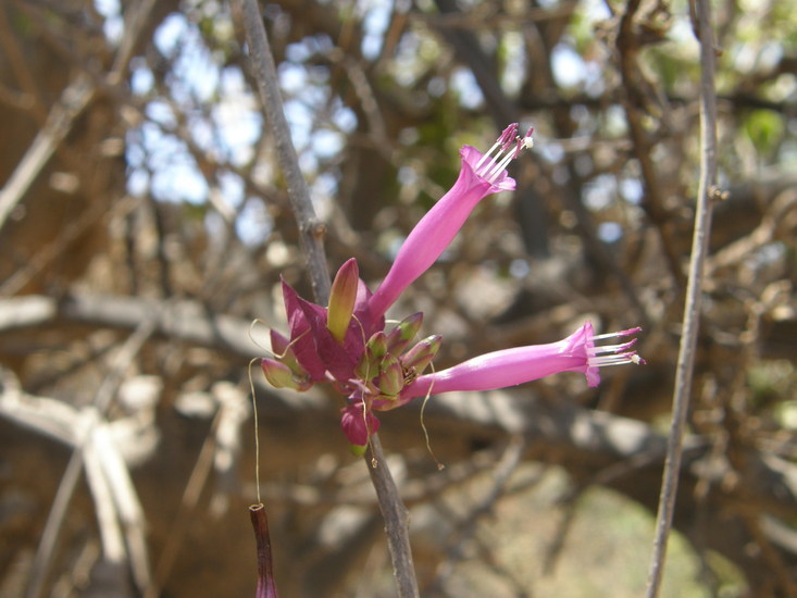 Image of Ipomoea bracteata Cav.