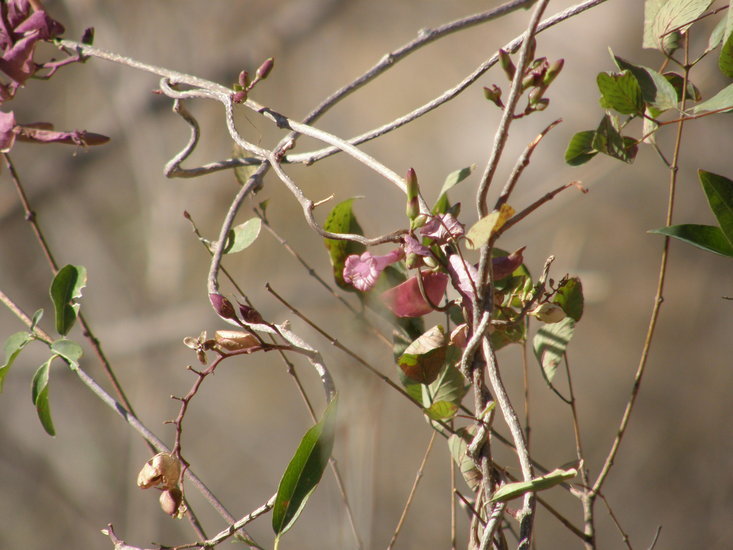 Image of Ipomoea bracteata Cav.