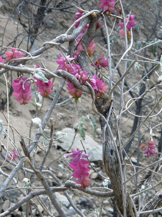 Image of Ipomoea bracteata Cav.