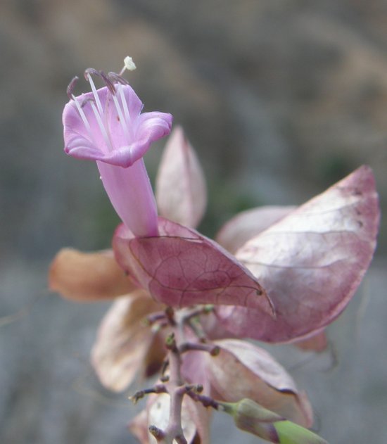 Image of Ipomoea bracteata Cav.