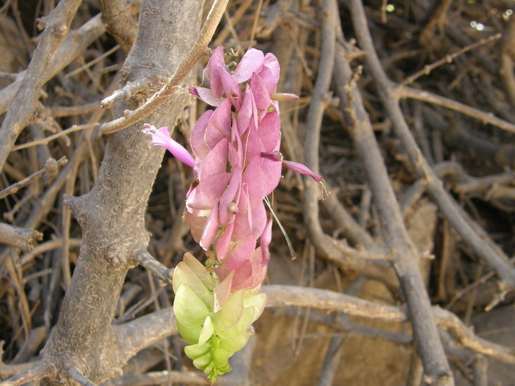 Image of Ipomoea bracteata Cav.