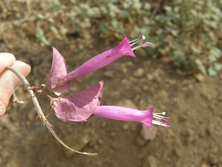 Image of Ipomoea bracteata Cav.