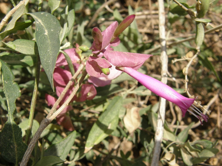 Image of Ipomoea bracteata Cav.