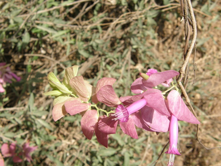 Image of Ipomoea bracteata Cav.