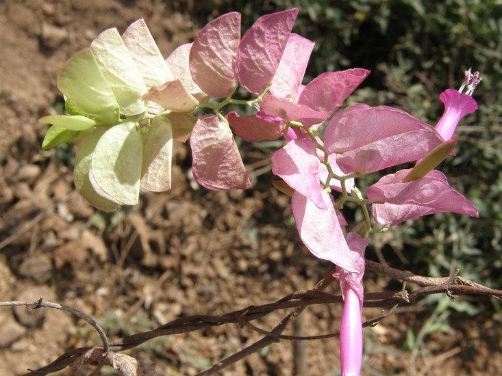 Image of Ipomoea bracteata Cav.