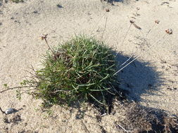 Imagem de Armeria maritima subsp. californica (Boiss.) A. E. Porsild