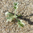 صورة Artemisia pycnocephala (Less.) DC.