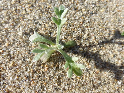 Imagem de Artemisia pycnocephala (Less.) DC.
