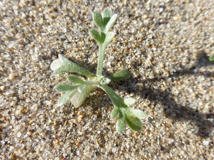 Image of beach wormwood