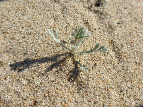 Image of beach wormwood