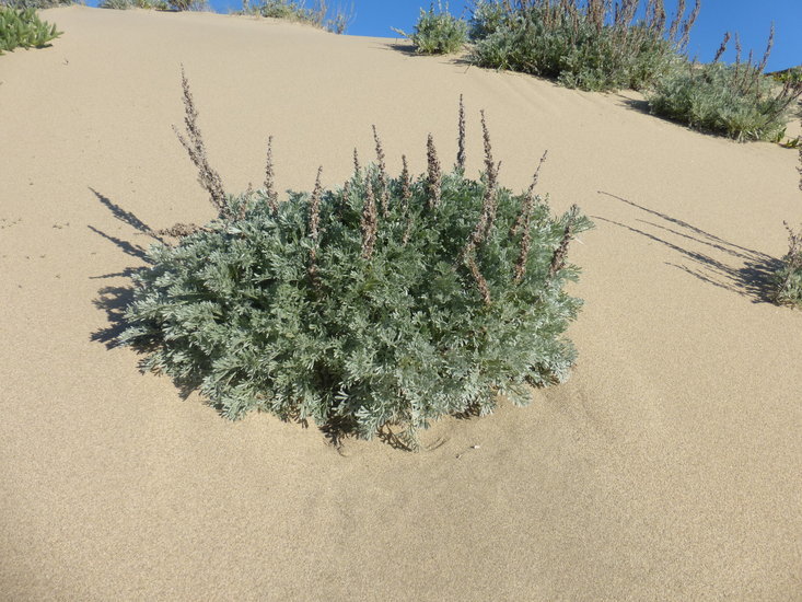 Image of beach wormwood