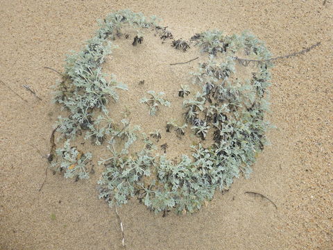 Image of beach wormwood