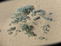 Image of beach wormwood