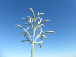 Image of beach wormwood