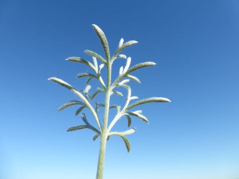 Image of beach wormwood