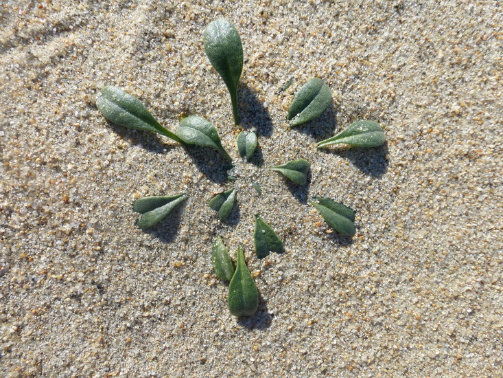 Imagem de Erysimum menziesii (Benth. & Hook. fil.) Wettst.