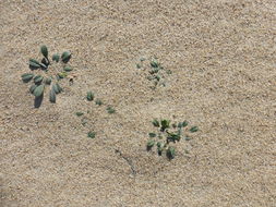 Imagem de Erysimum menziesii (Benth. & Hook. fil.) Wettst.