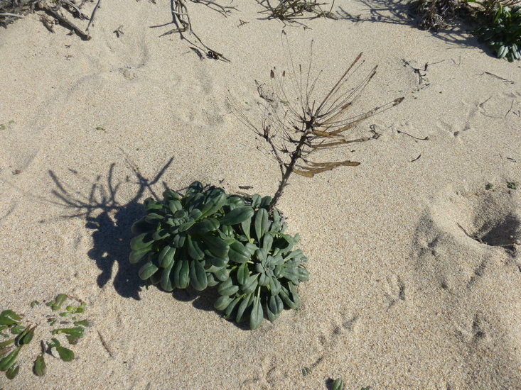 Imagem de Erysimum menziesii (Benth. & Hook. fil.) Wettst.