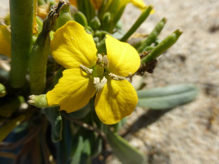 Imagem de Erysimum menziesii (Benth. & Hook. fil.) Wettst.