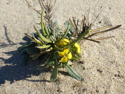 Image of Menzies' wallflower