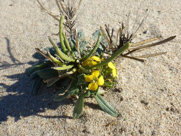 Imagem de Erysimum menziesii (Benth. & Hook. fil.) Wettst.