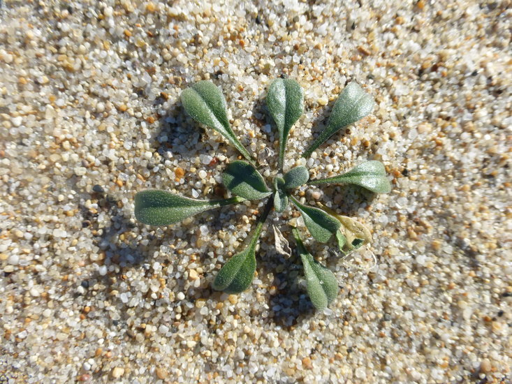 Imagem de Erysimum menziesii (Benth. & Hook. fil.) Wettst.