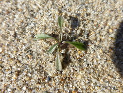 Image of coast wallflower