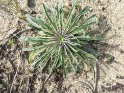 Image of coast wallflower