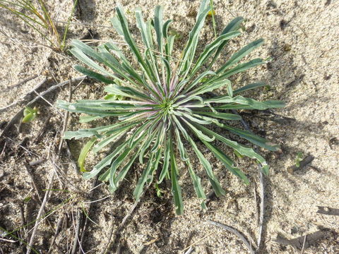 Image of coast wallflower