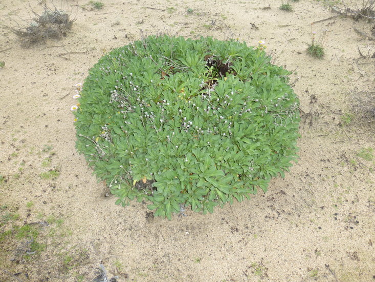 Слика од Erigeron glaucus Ker-Gawl.