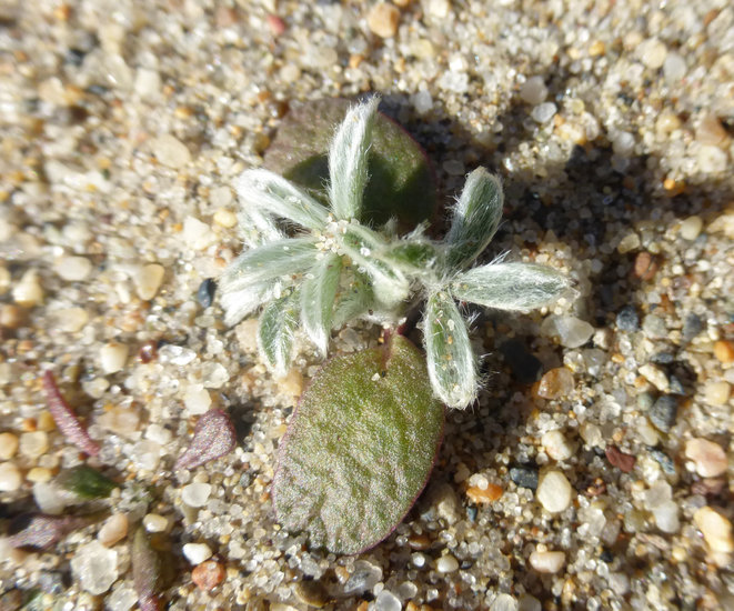 Image of Chamisso bush lupine