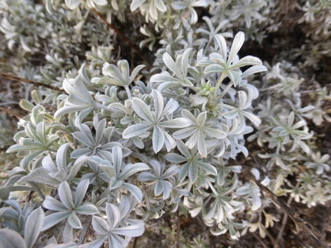 Image of Chamisso bush lupine