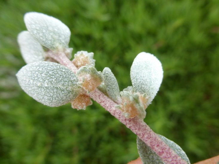 Imagem de Atriplex leucophylla (Moq.) D. Dietr.