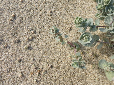 Image of beach saltbush