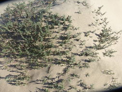 Image of beach knotweed