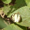 Belenois aurota (Fabricius 1793) resmi