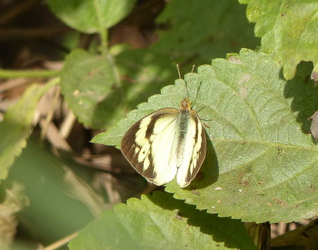 Belenois aurota (Fabricius 1793) resmi