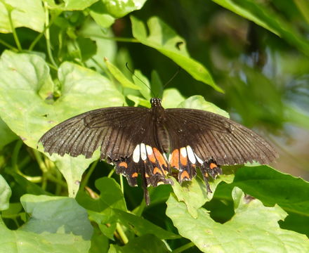 Imagem de Papilio helenus Linnaeus 1758