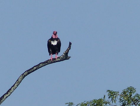Image of Indian Black Vulture