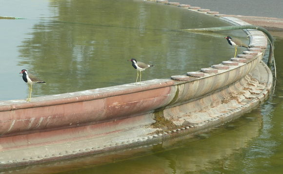 Image of Red-wattled Lapwing