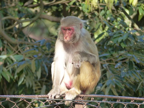 Image of Rhesus Monkey