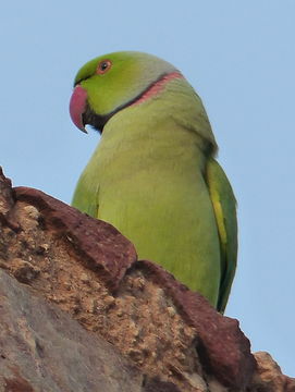 Image of Ring-necked Parakeet